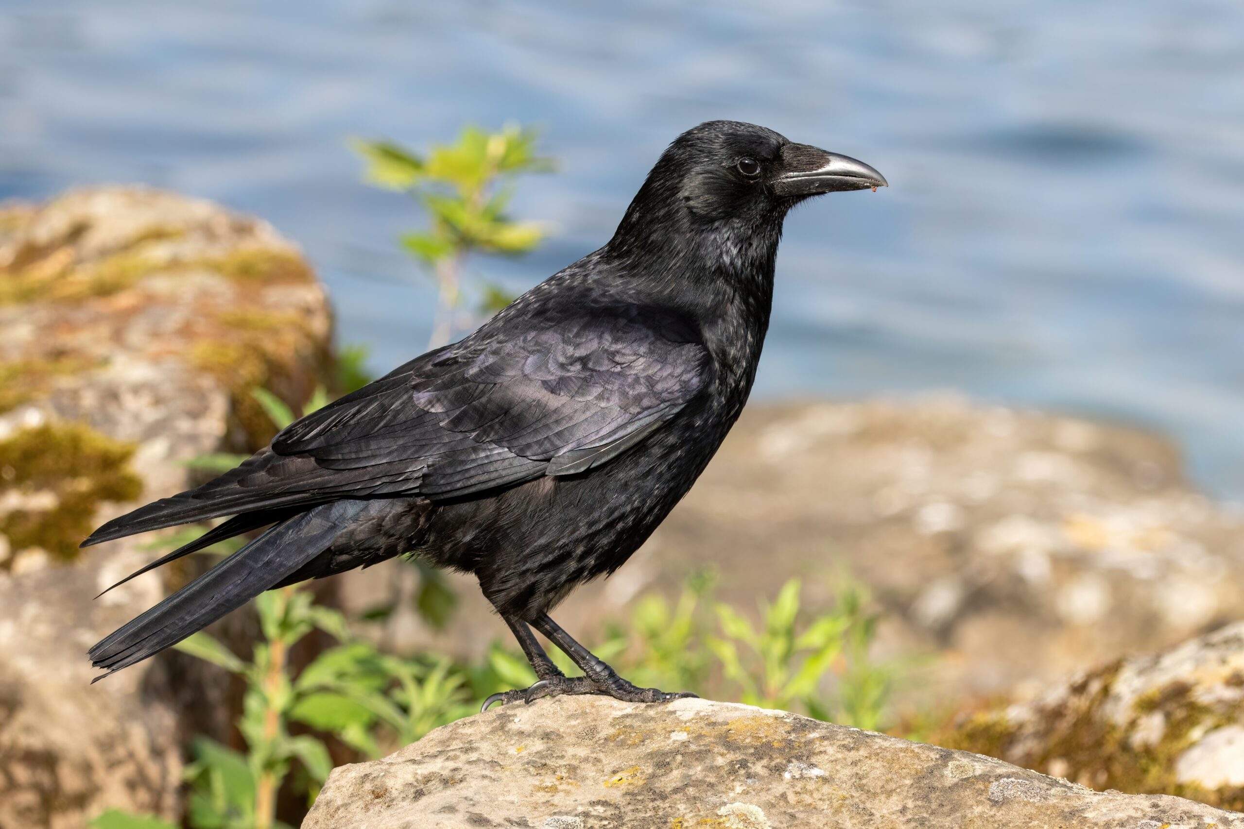 Carrion Crow Wikipedia