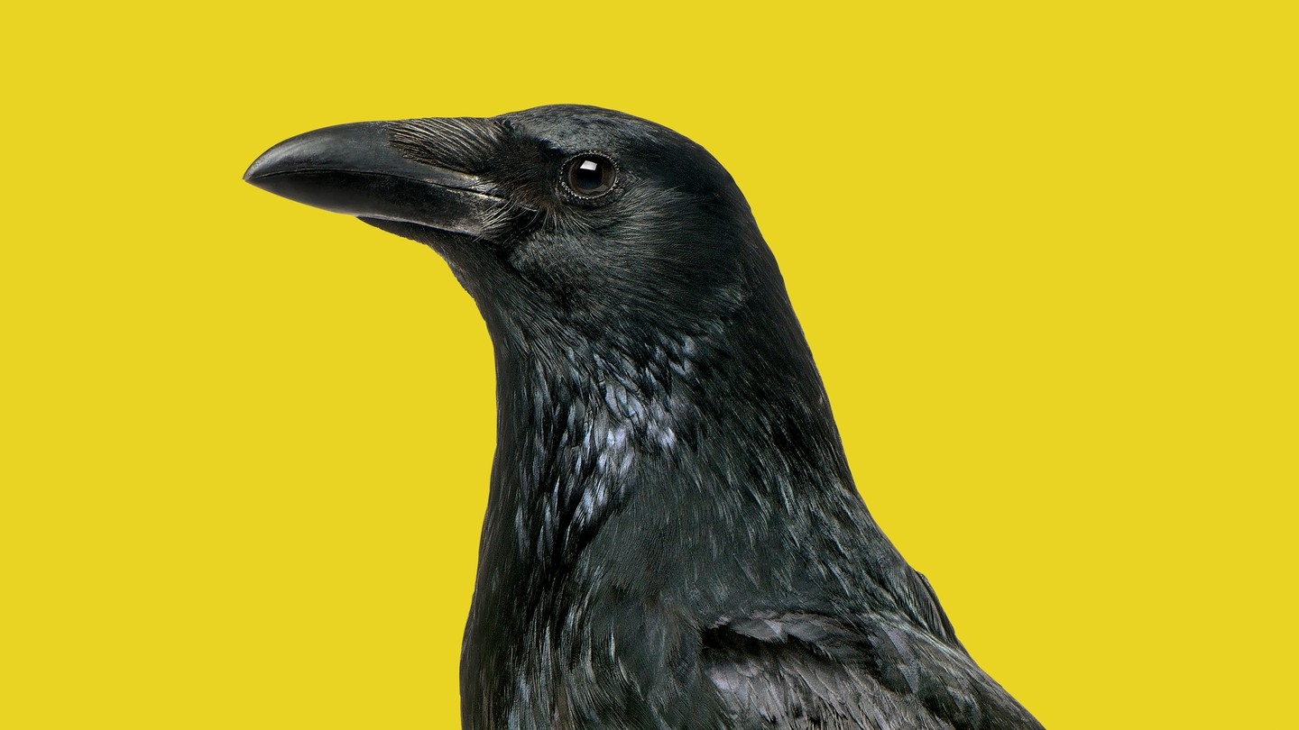 raven calls crossword clue