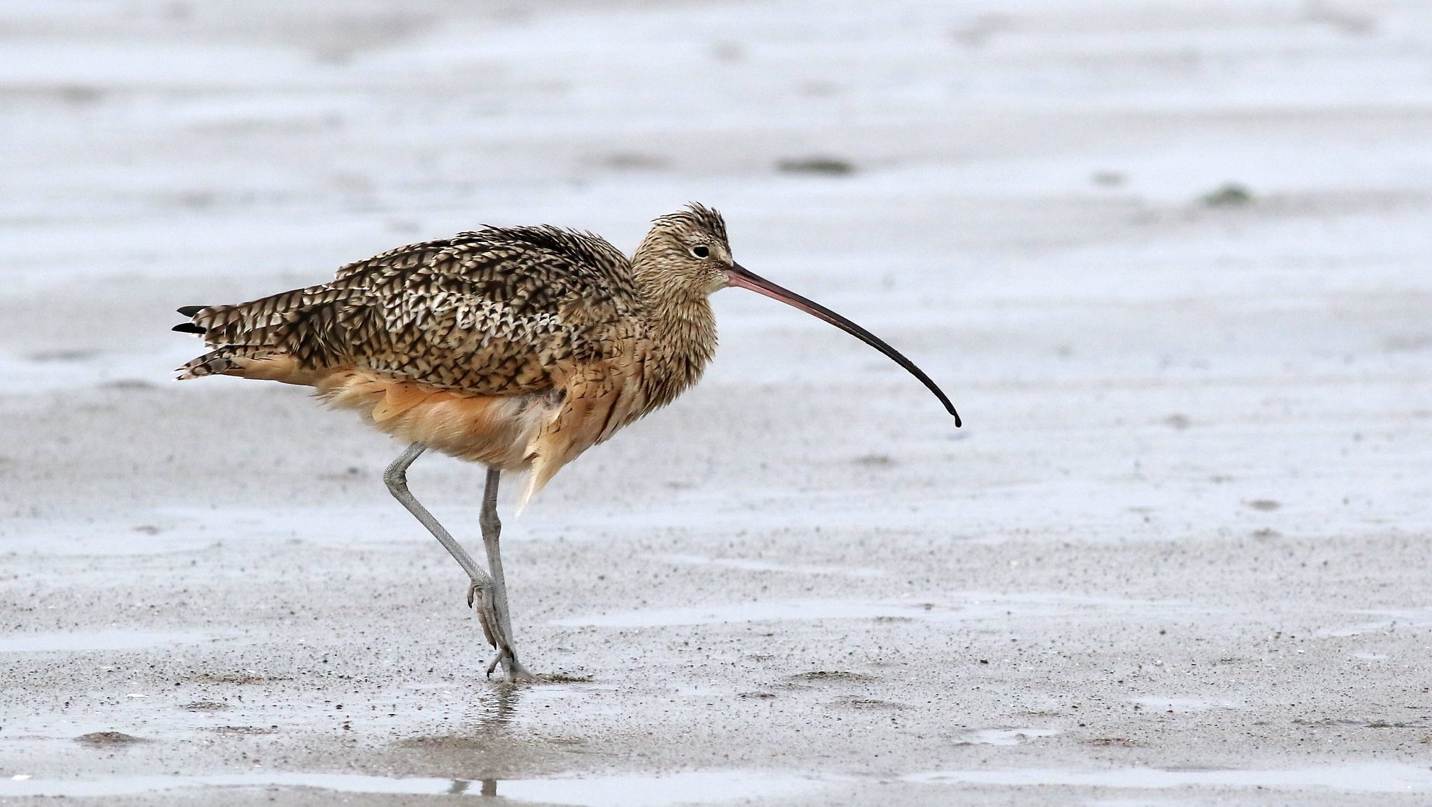 Extreme Birding Shorebirds At The Sewage Lagoon Cool Green Science
