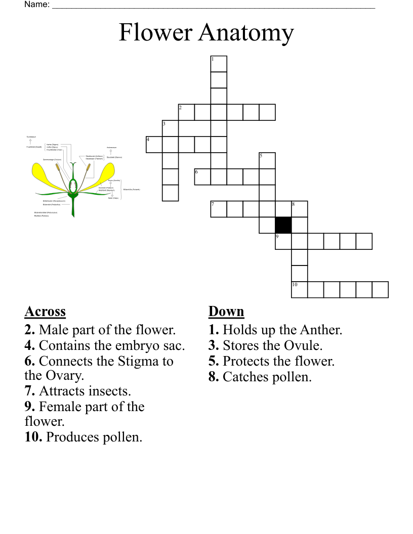 Flower Anatomy Crossword WordMint
