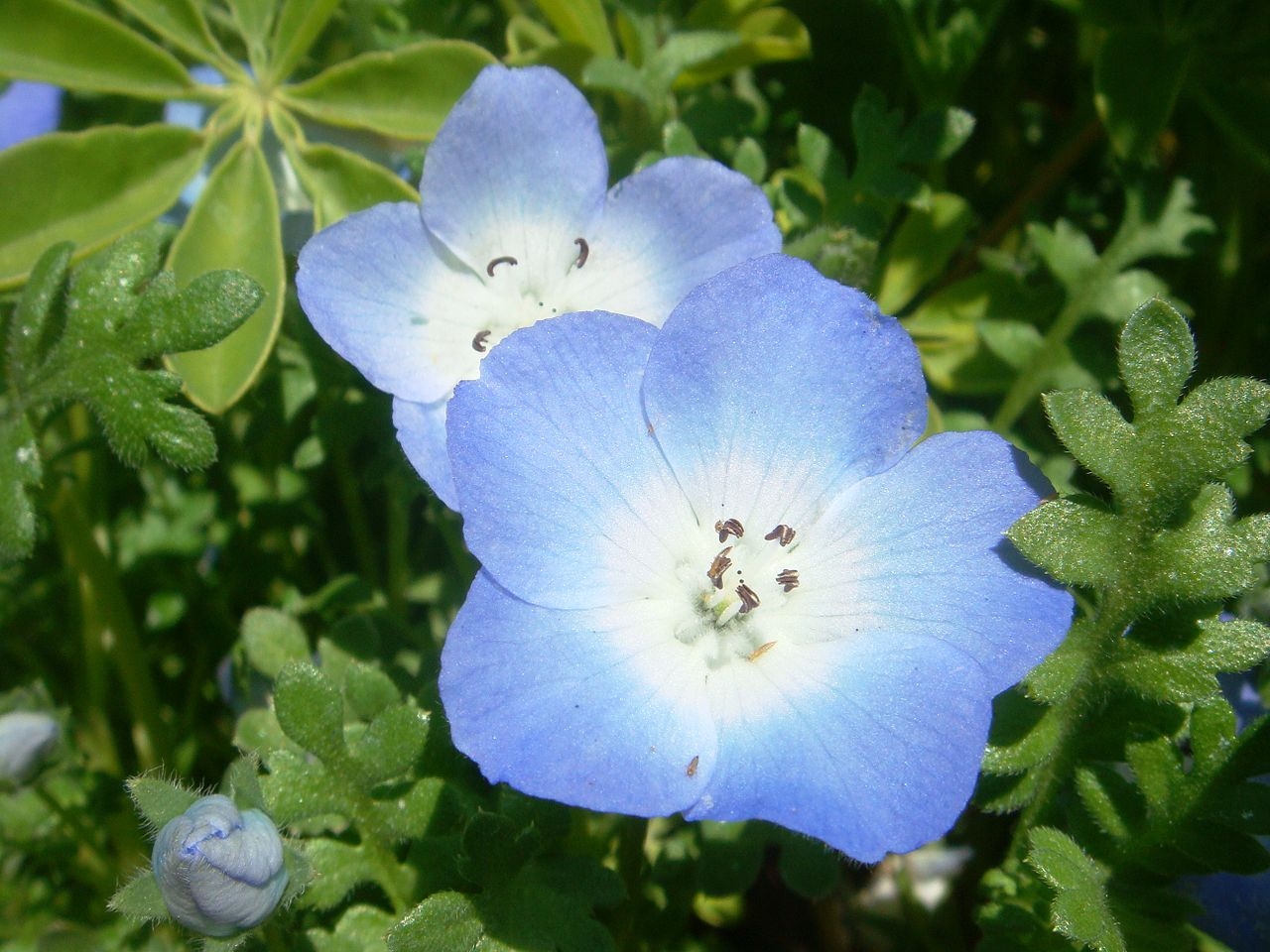 Nemophila Wikipedia