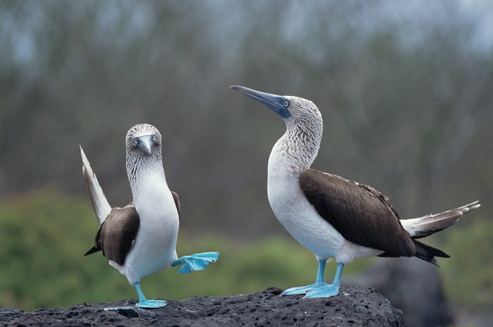 On Gal pagos Revealing The Blue Footed Booby s True Colors The New York Times