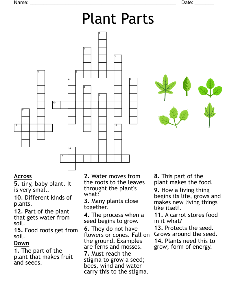 Plant Parts Crossword WordMint