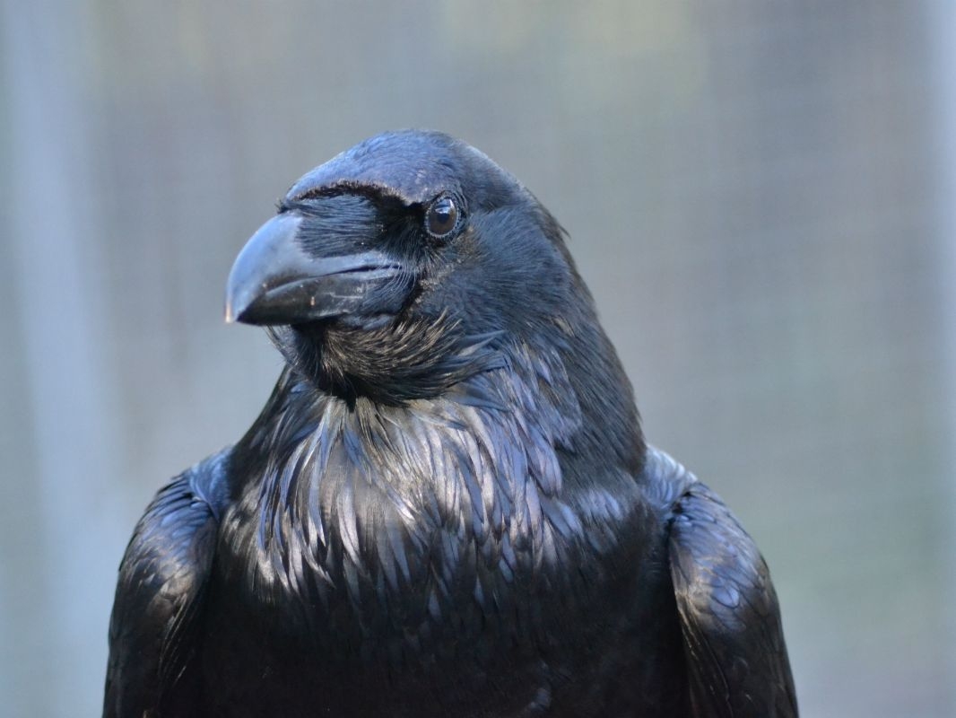 Ravens Know When Food Thieving Rivals Are Watching Live Science