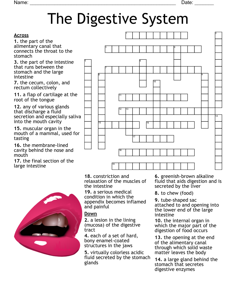 The Digestive System Crossword WordMint