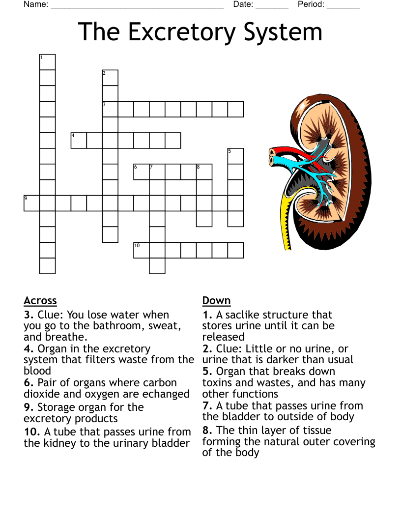 The Excretory System Crossword WordMint