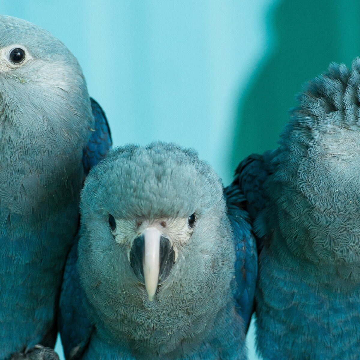 These Are The Animals That Went Extinct In 2018 Mashable