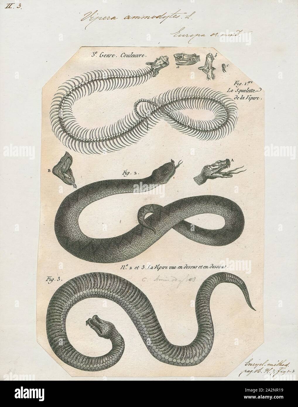 Vipera Ammodytes Print Vipera Ammodytes other Common Names Include Horned Viper Long nosed Viper Nose horned Viper Sand Viper Is A Viper Species Found In Southern Europe Through To The Balkans And Parts Of