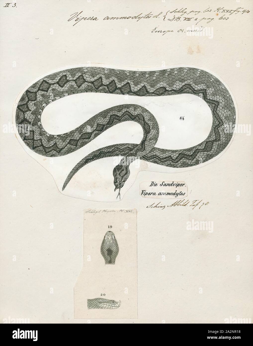 Vipera Ammodytes Print Vipera Ammodytes other Common Names Include Horned Viper Long nosed Viper Nose horned Viper Sand Viper Is A Viper Species Found In Southern Europe Through To The Balkans And Parts Of