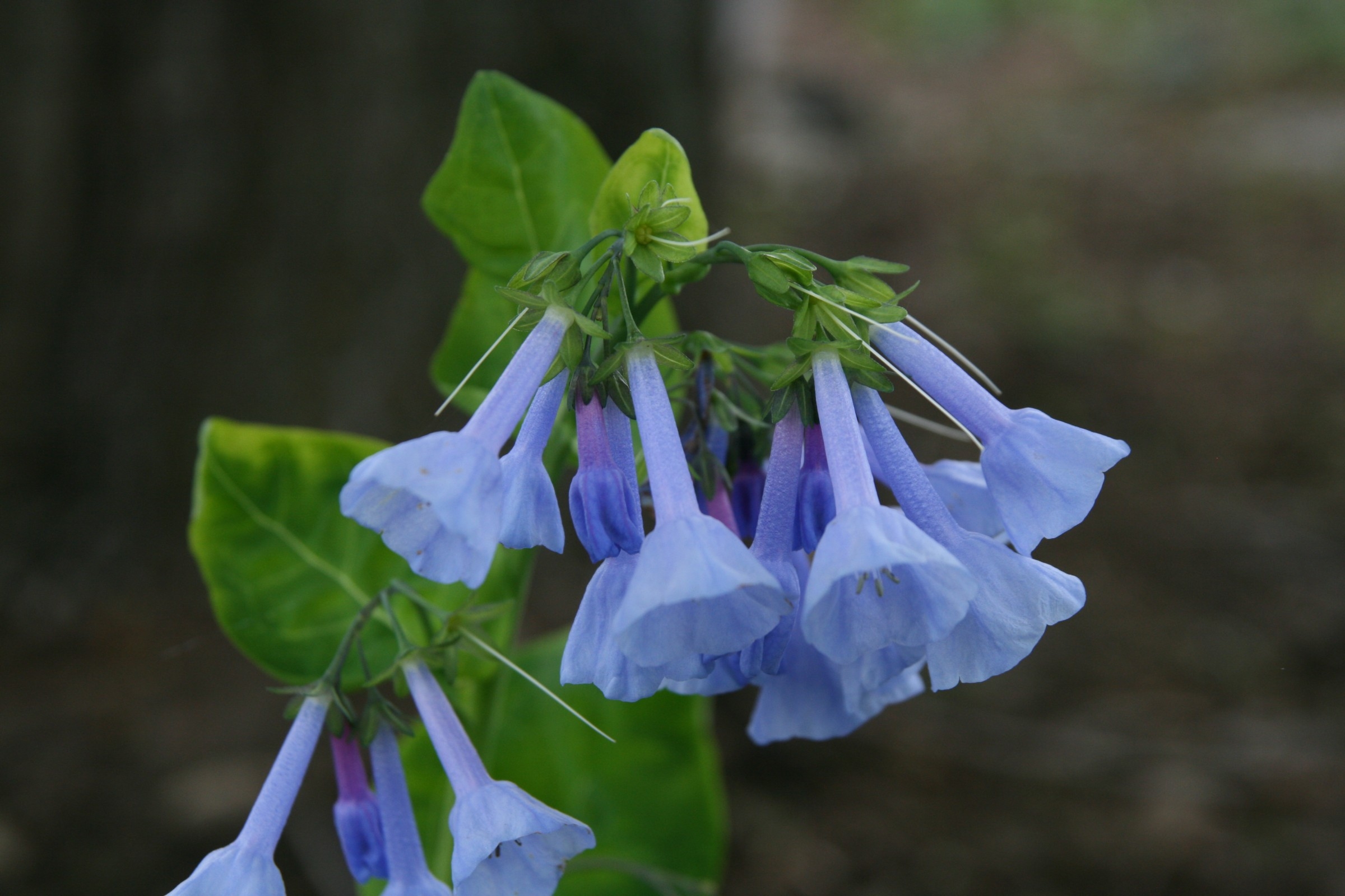 Virginia Bluebells Mertensia Virginica Wisconsin Horticulture