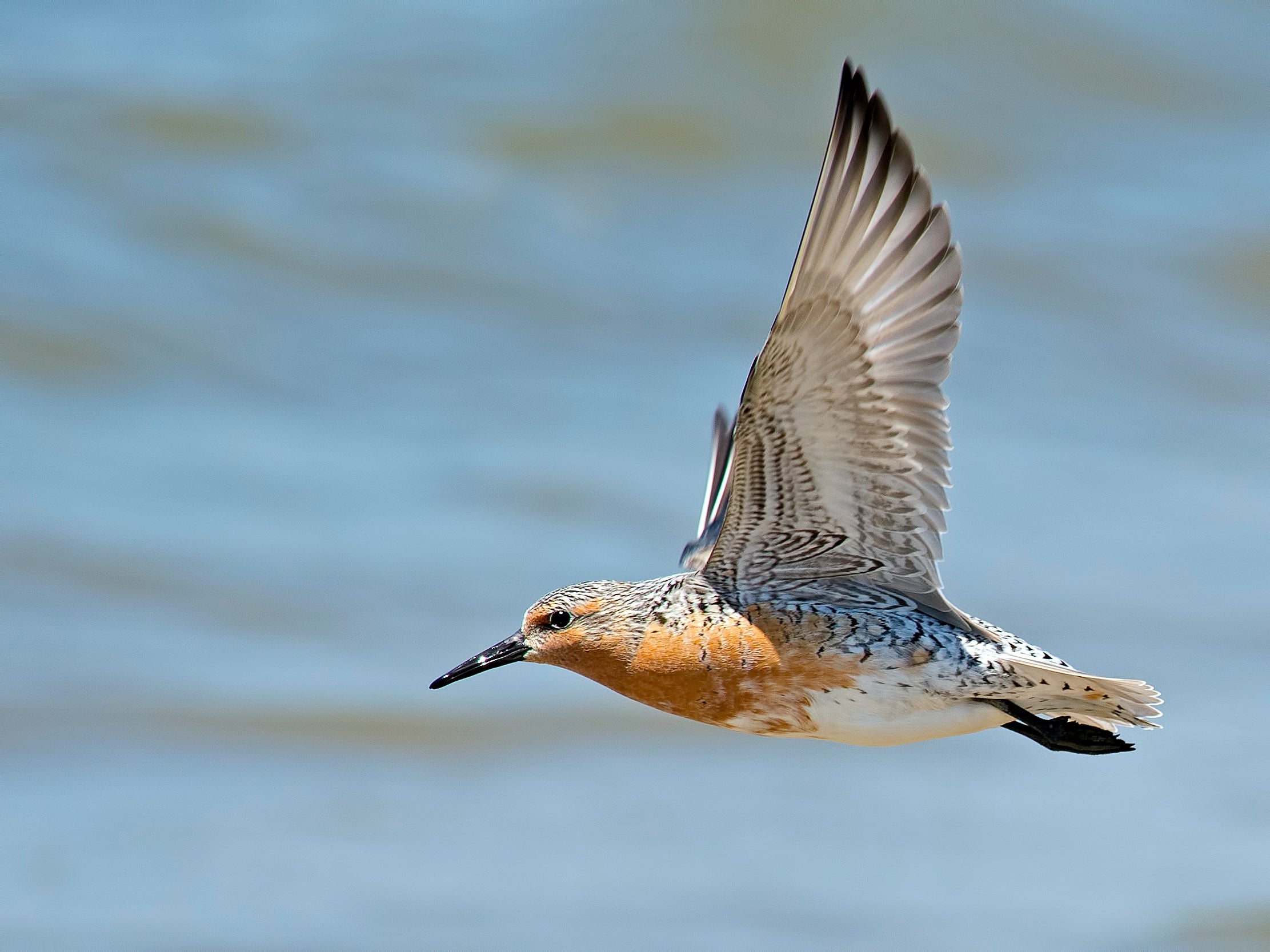 What s Killing The World s Shorebirds Scientific American