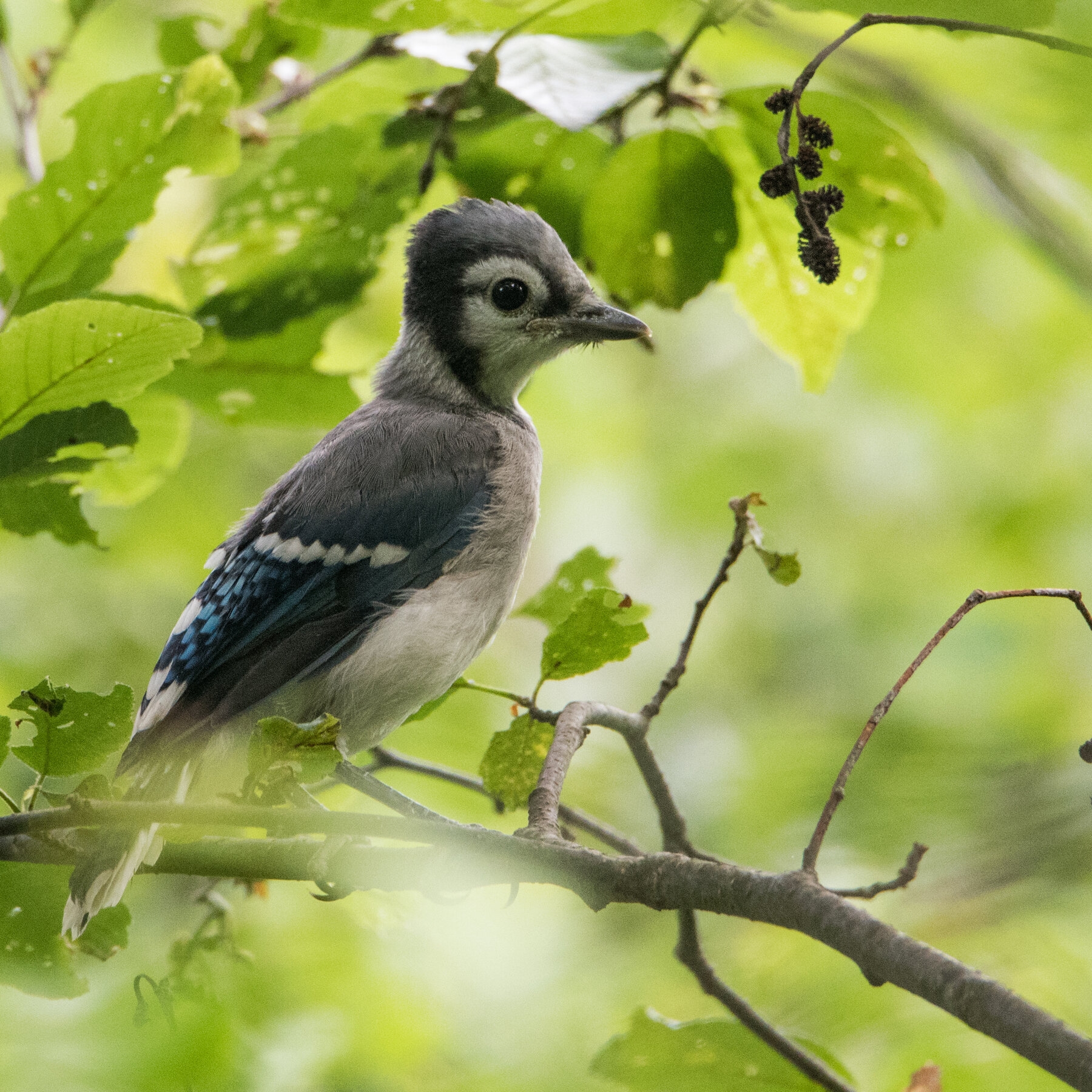 Why Birding With A Purpose Is What You Should Do This Spring The New York Times