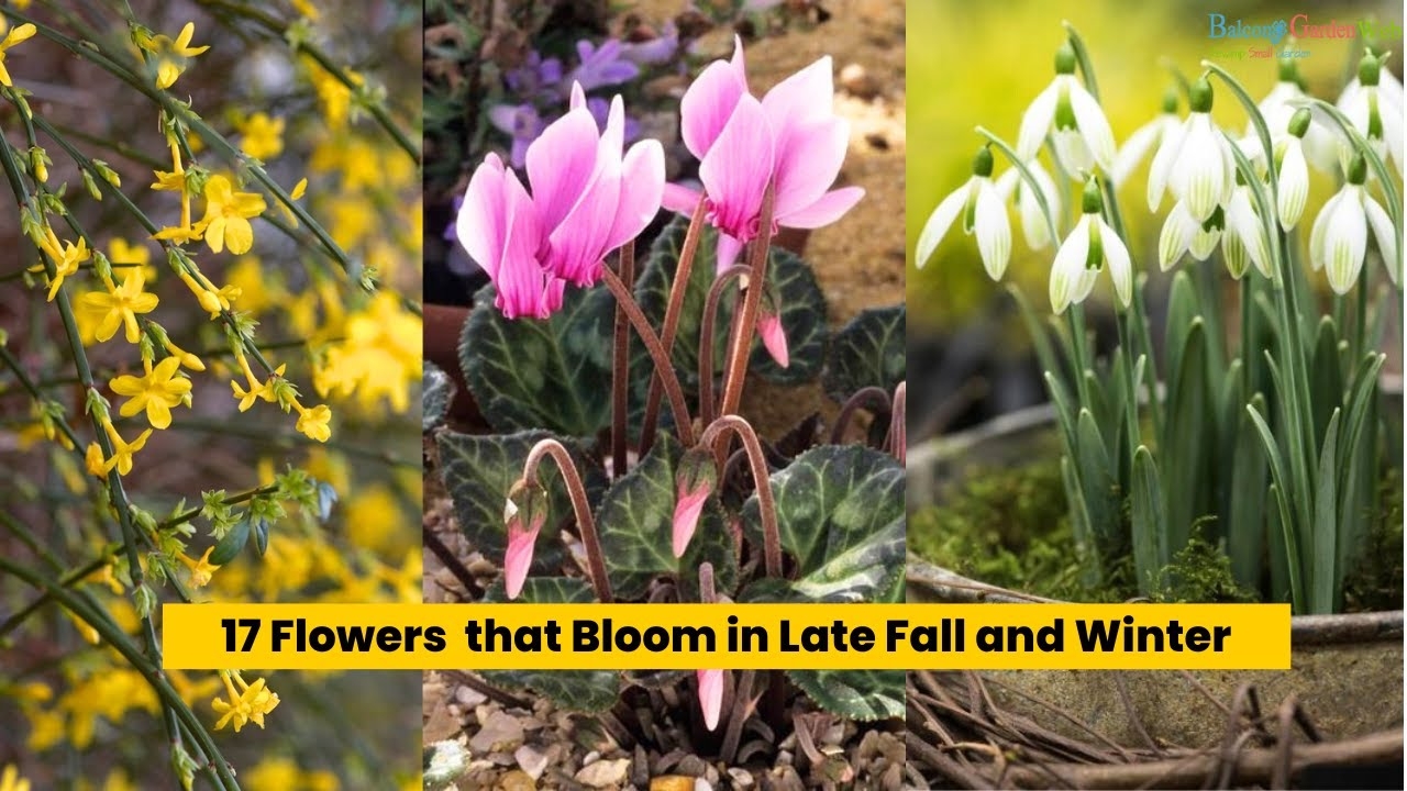 17 Flowers That Bloom In Late Fall And Winter flowers YouTube