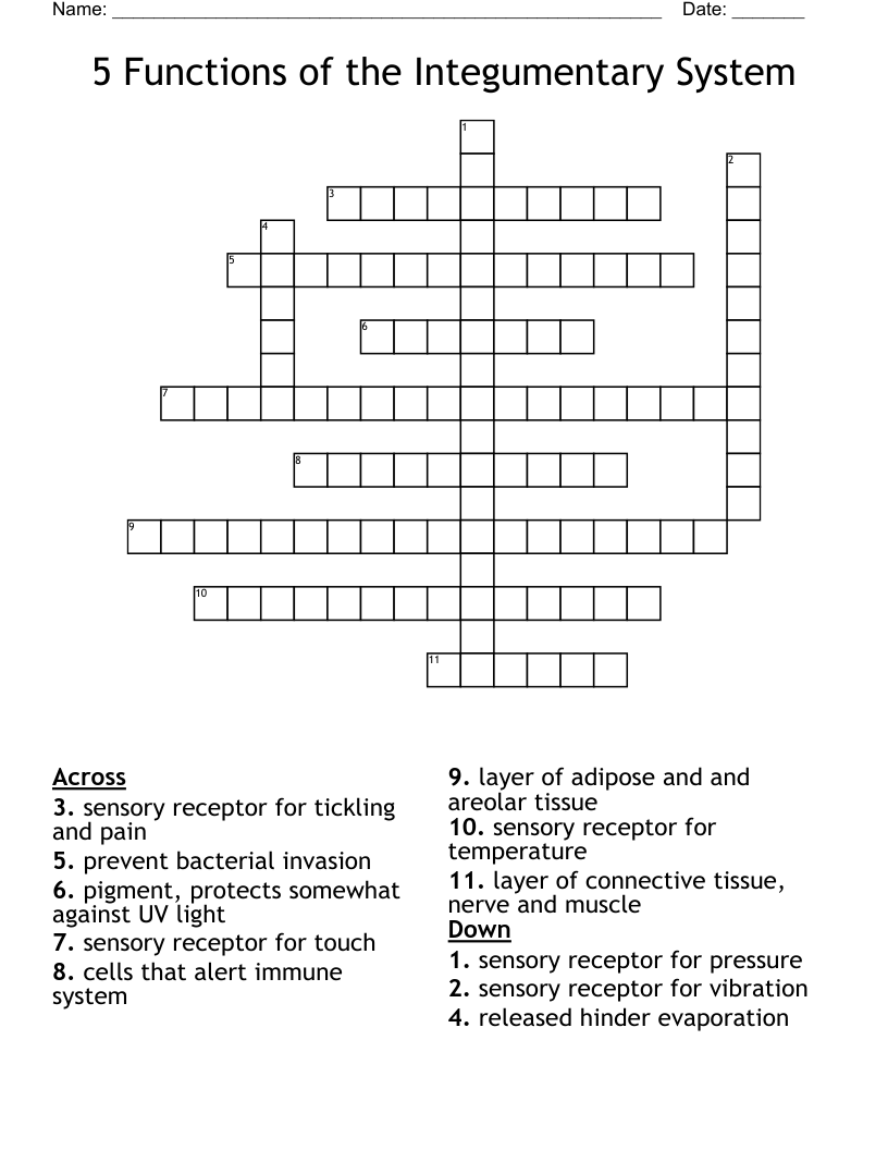 5 Functions Of The Integumentary System Crossword WordMint