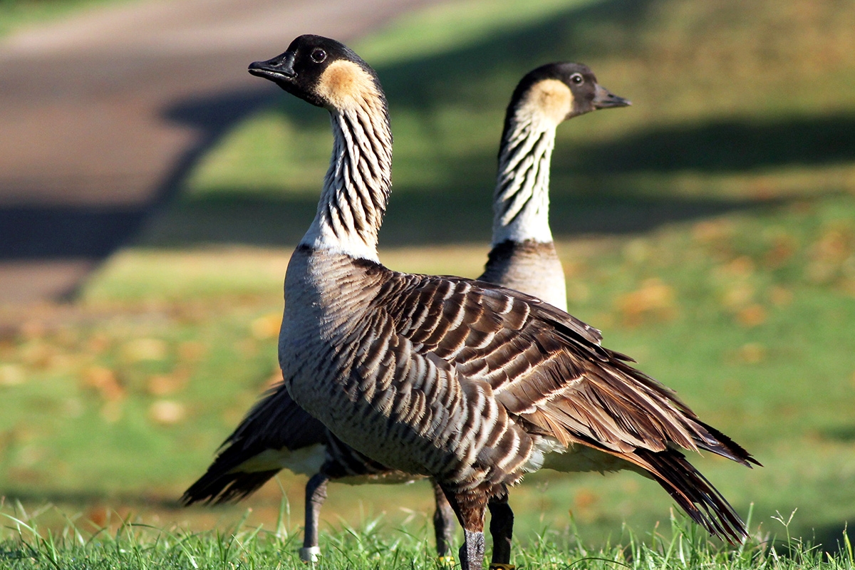 7 Fun Facts About The Nene Or Hawaiian Goose HAWAI I Magazine