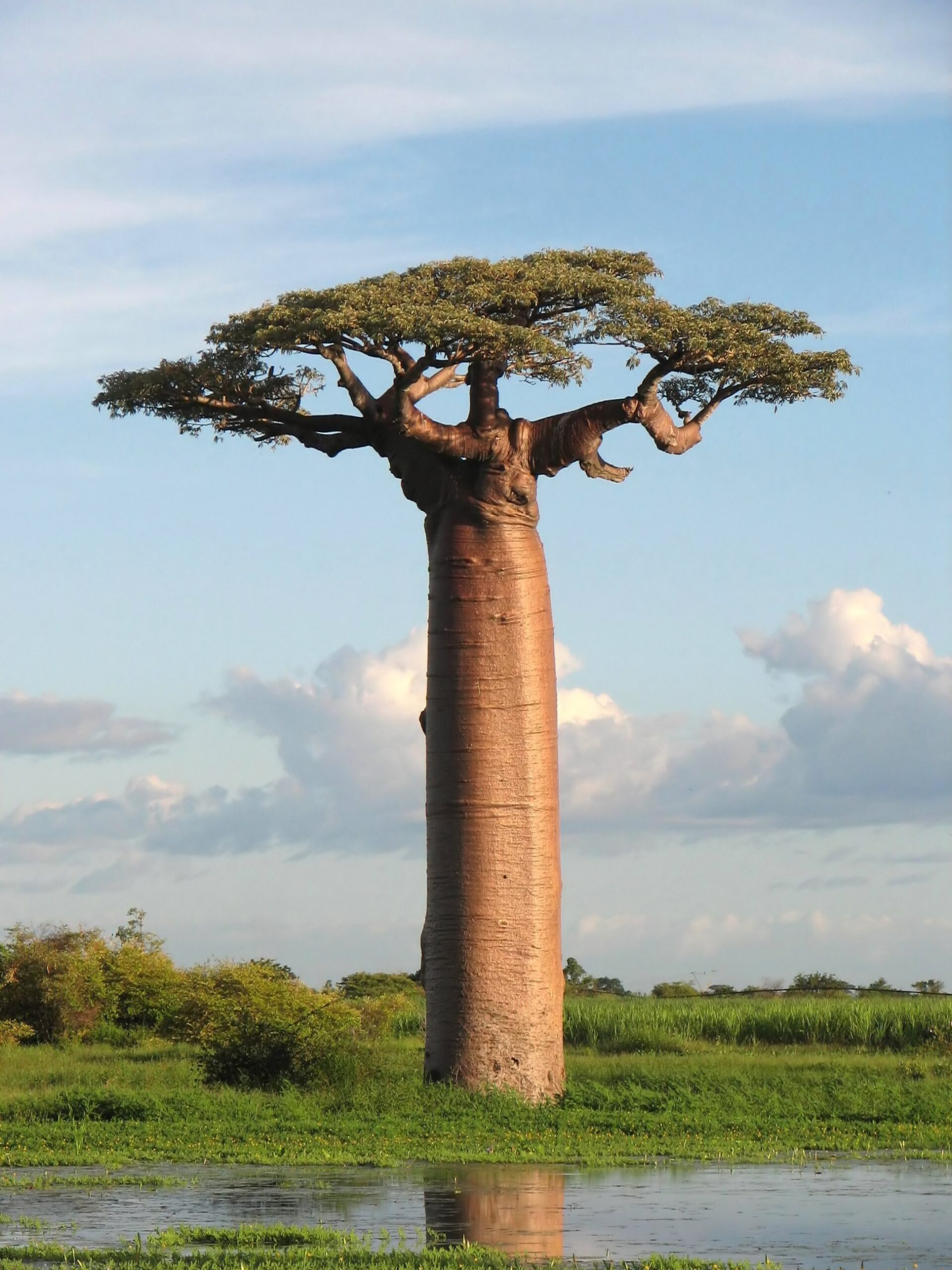African Baobab Tree How One Plant Creates An Entire Habitat One Earth