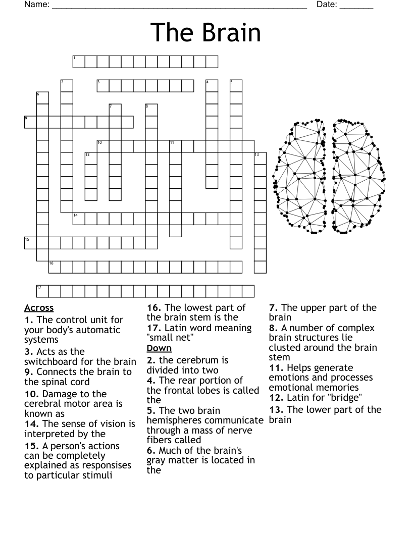 Brain Terms Fuctions Crossword WordMint