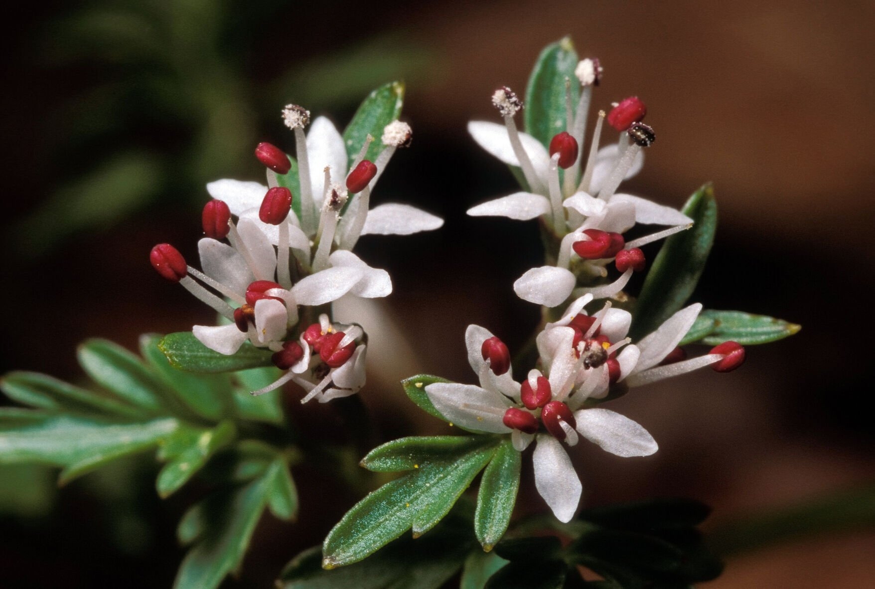 Conservation Corner Missouri s Goddess Of Dawn Lifestyles Westnewsmagazine