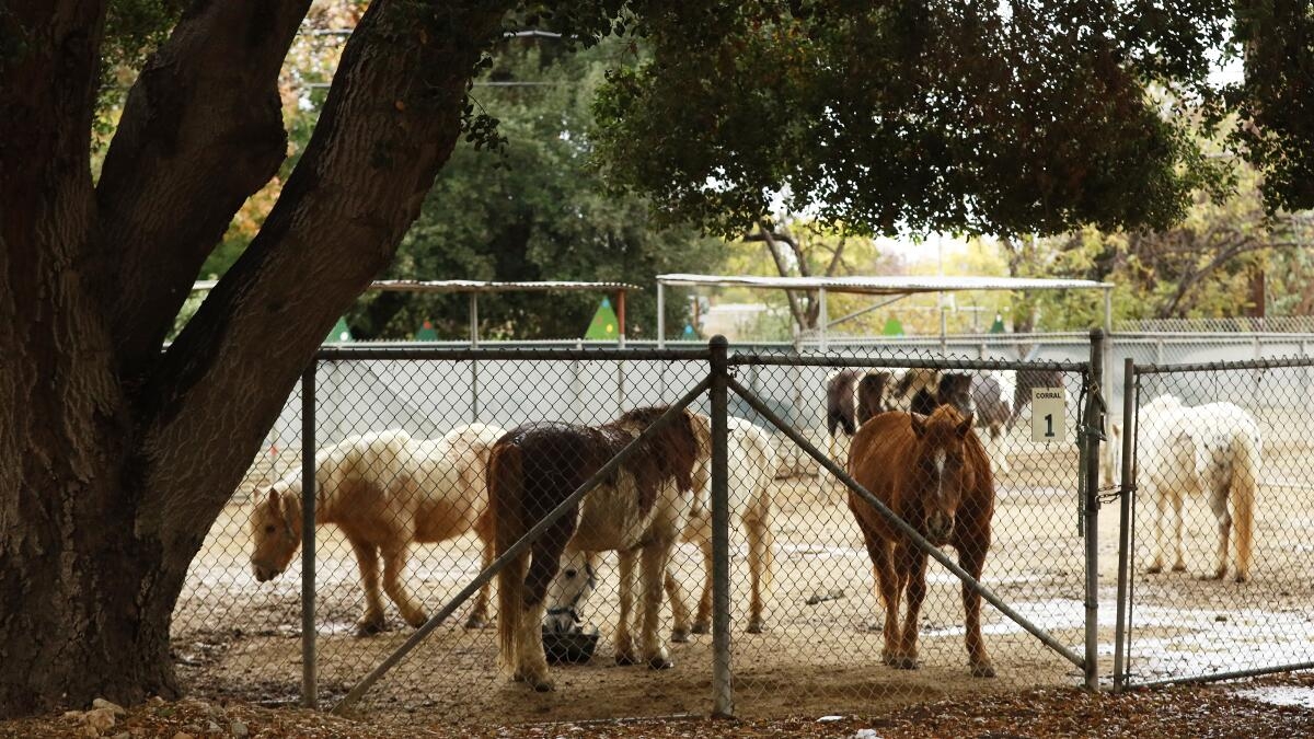 Council Members Want Assessment Of Griffith Park Ponies Los Angeles Times