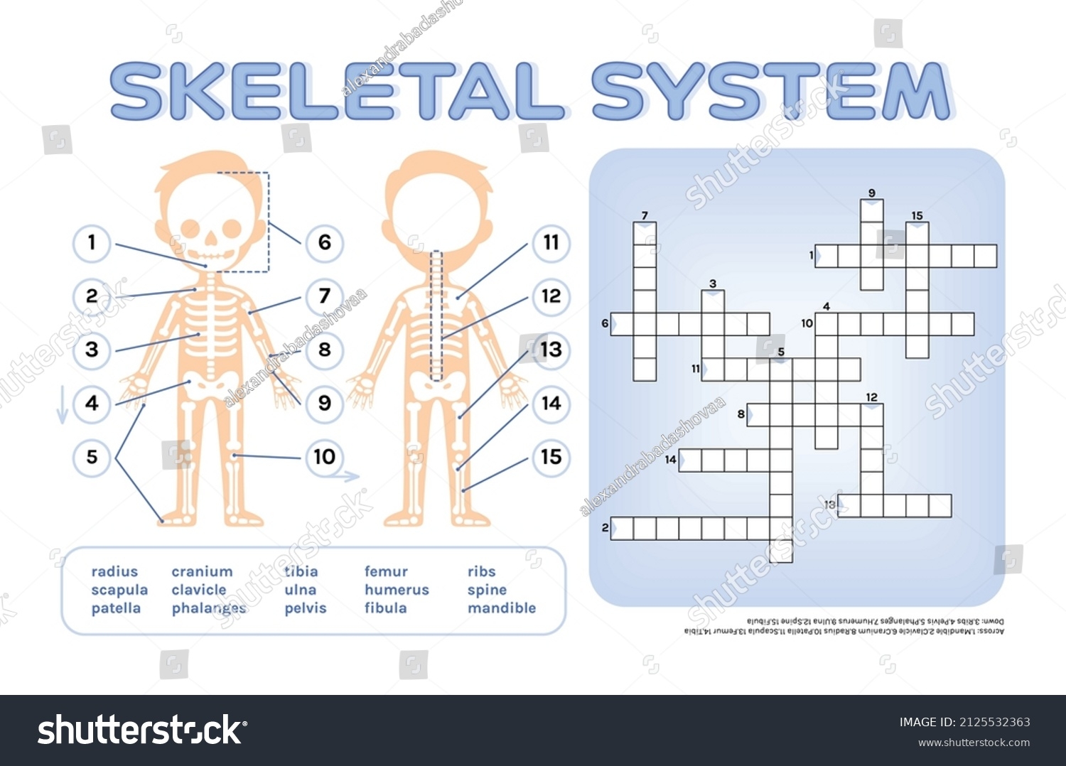 Crossword Puzzle Children Skeletal System Page Stock Vector Royalty Free 2125532363 Shutterstock