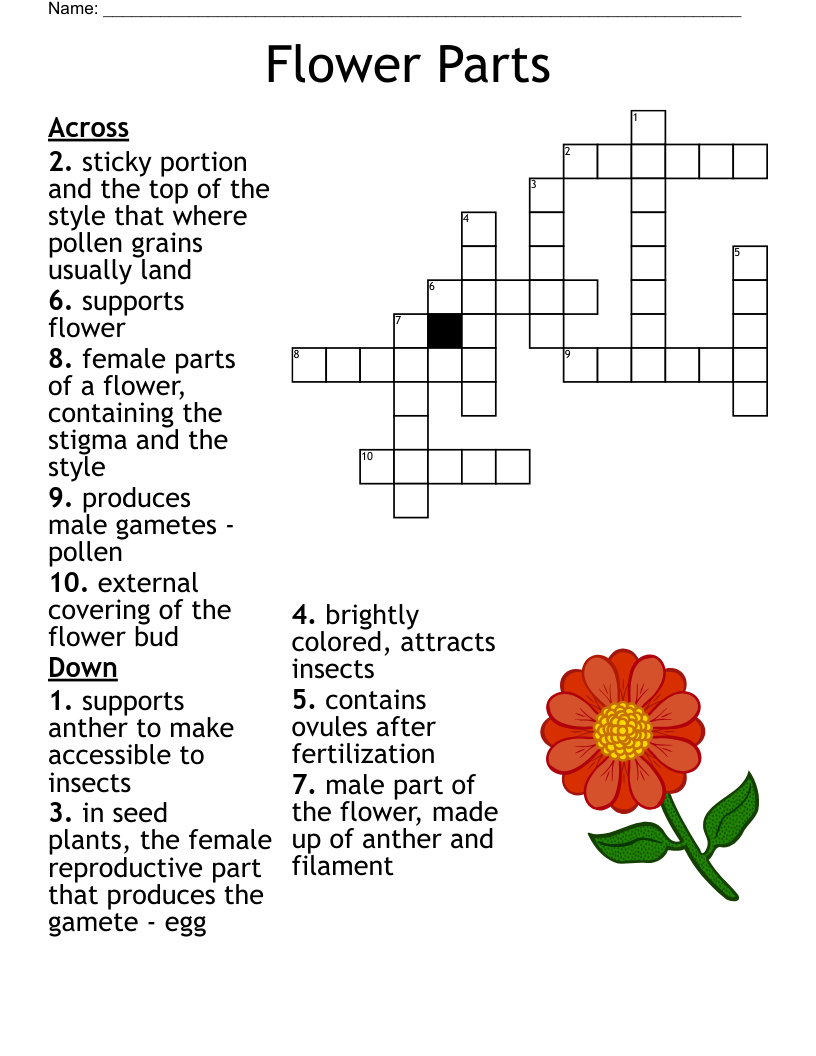 Flower Parts Crossword WordMint Flower Parts Crossword WordMint