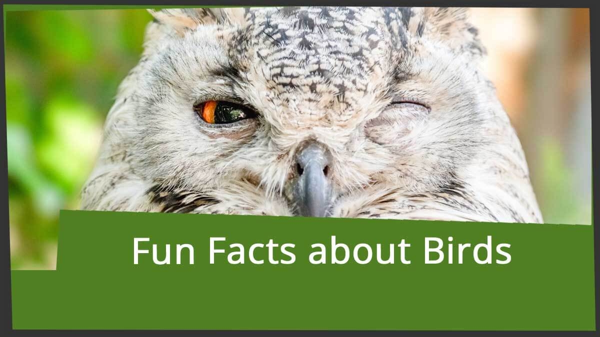 Fun Bird Facts For Crossword Puzzle Lovers Word grabber