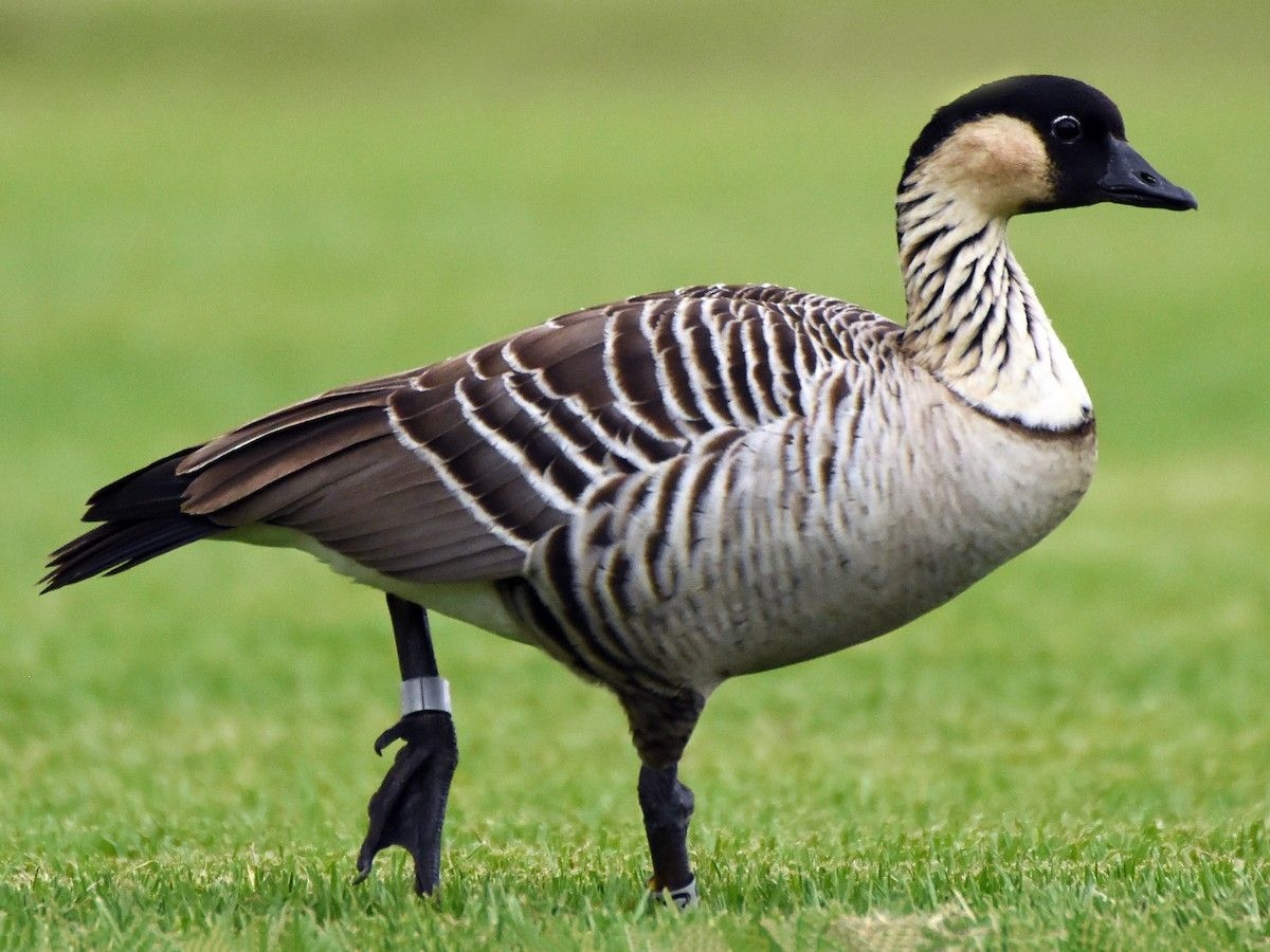 hawaiian goose crossword clue