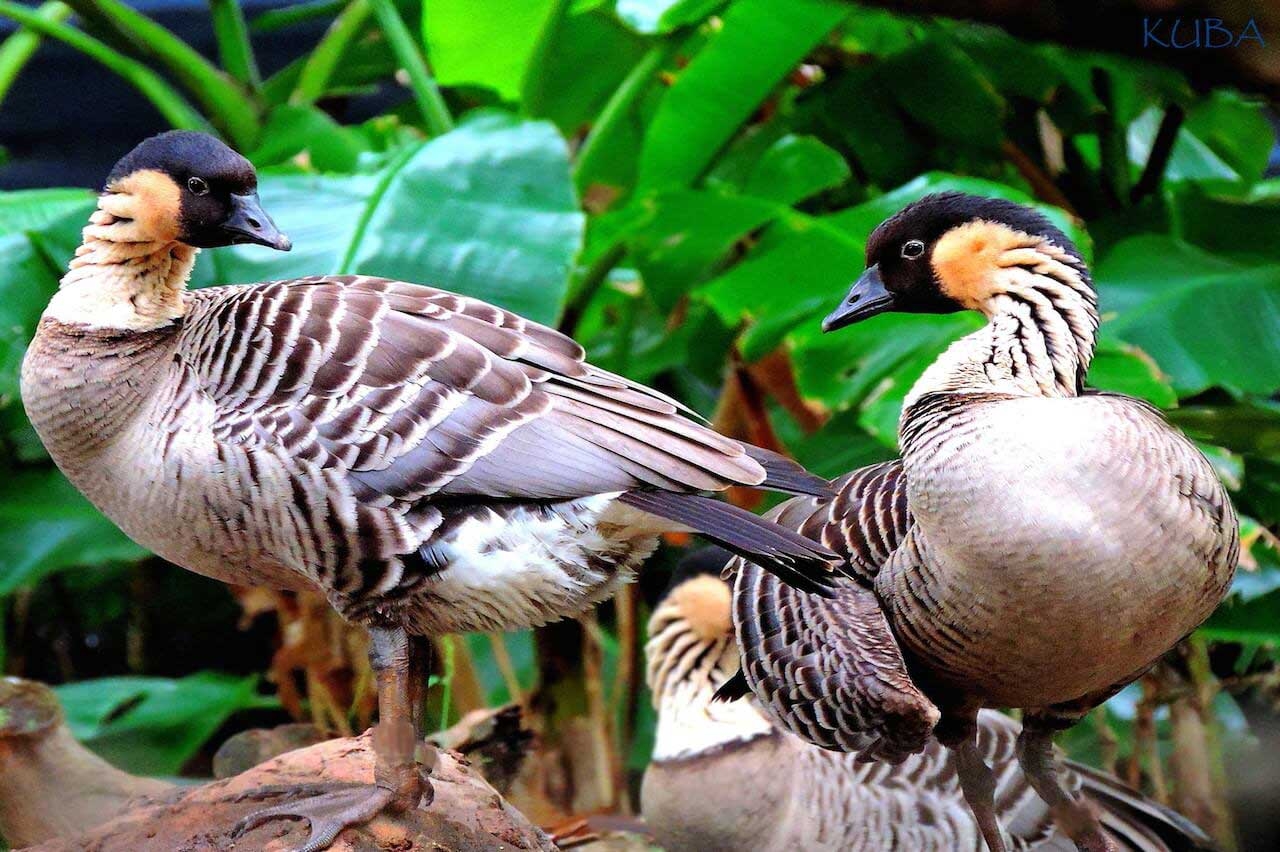 Hawaiian Goose Four Letters Letters