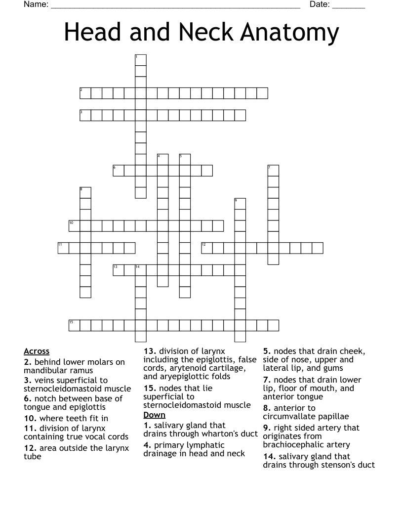 Head And Neck Anatomy Crossword WordMint