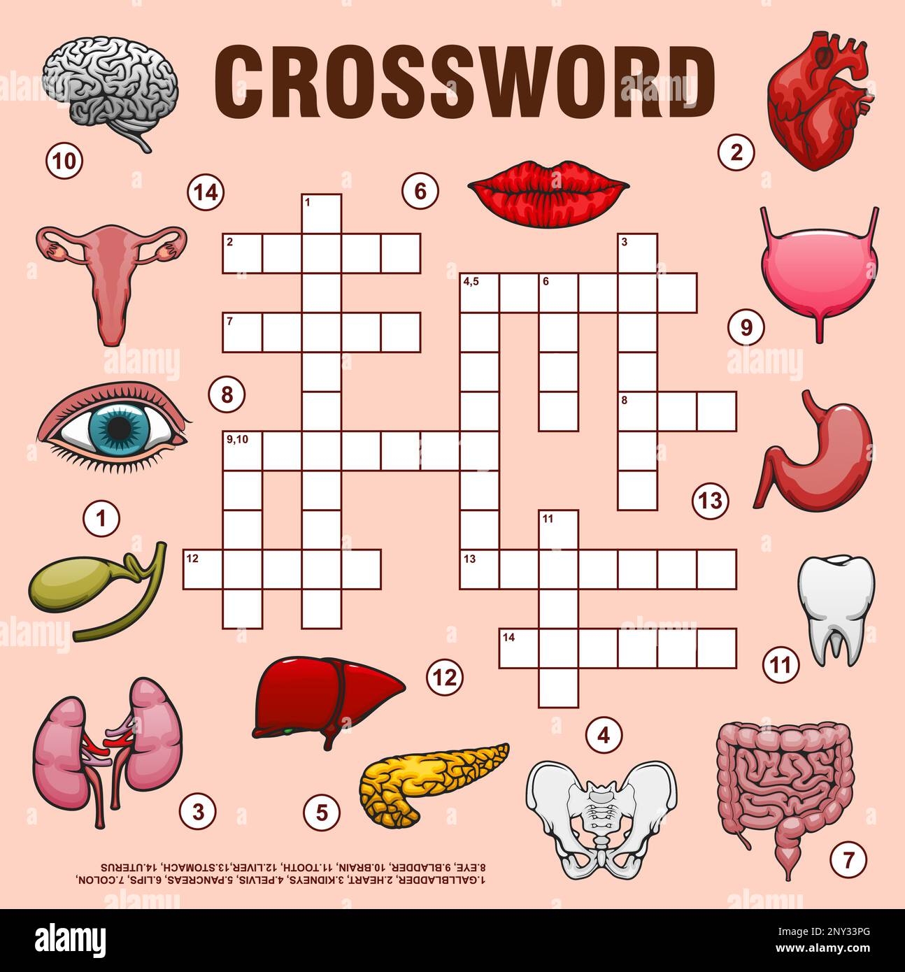 pelvis bones crossword