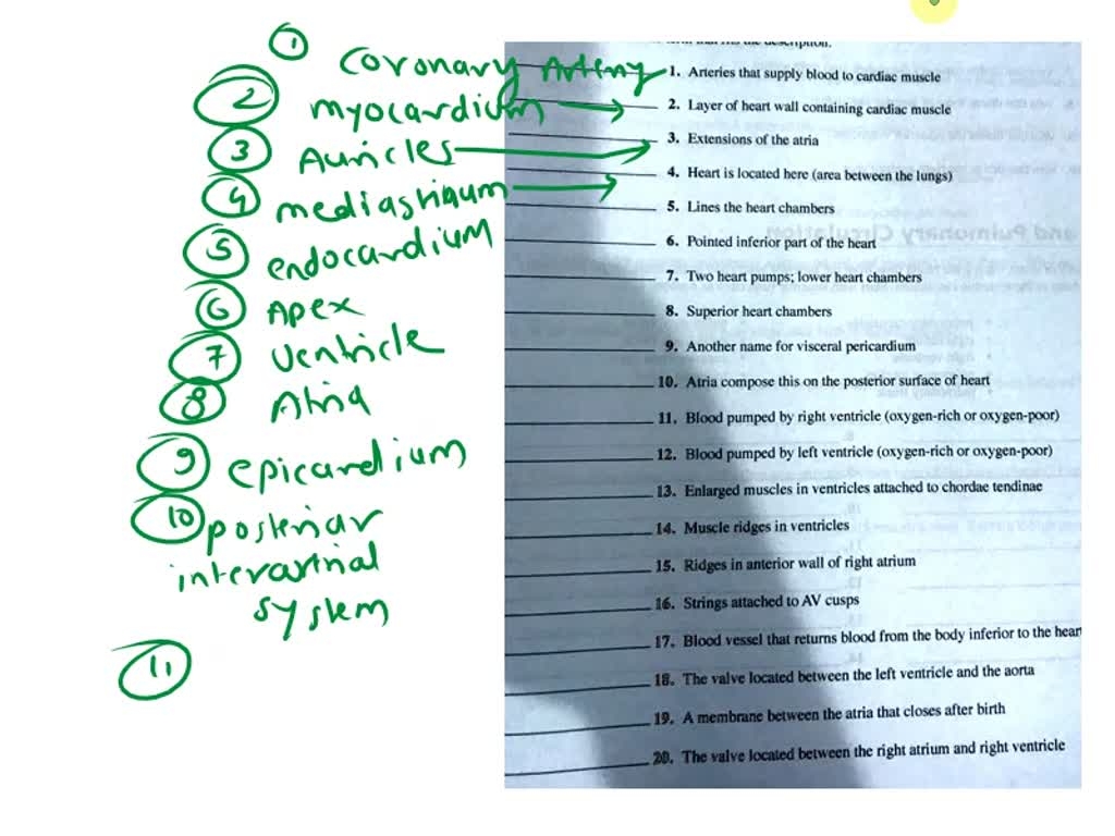 I Need Help Name Date Your Heart And How It Works Crossword 