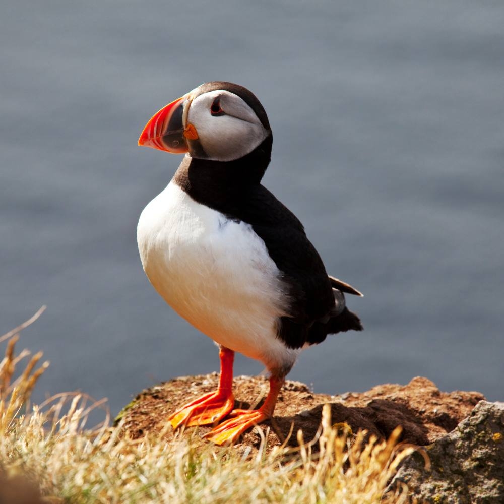 Identify The Top Seaside Birds Coastal Guide