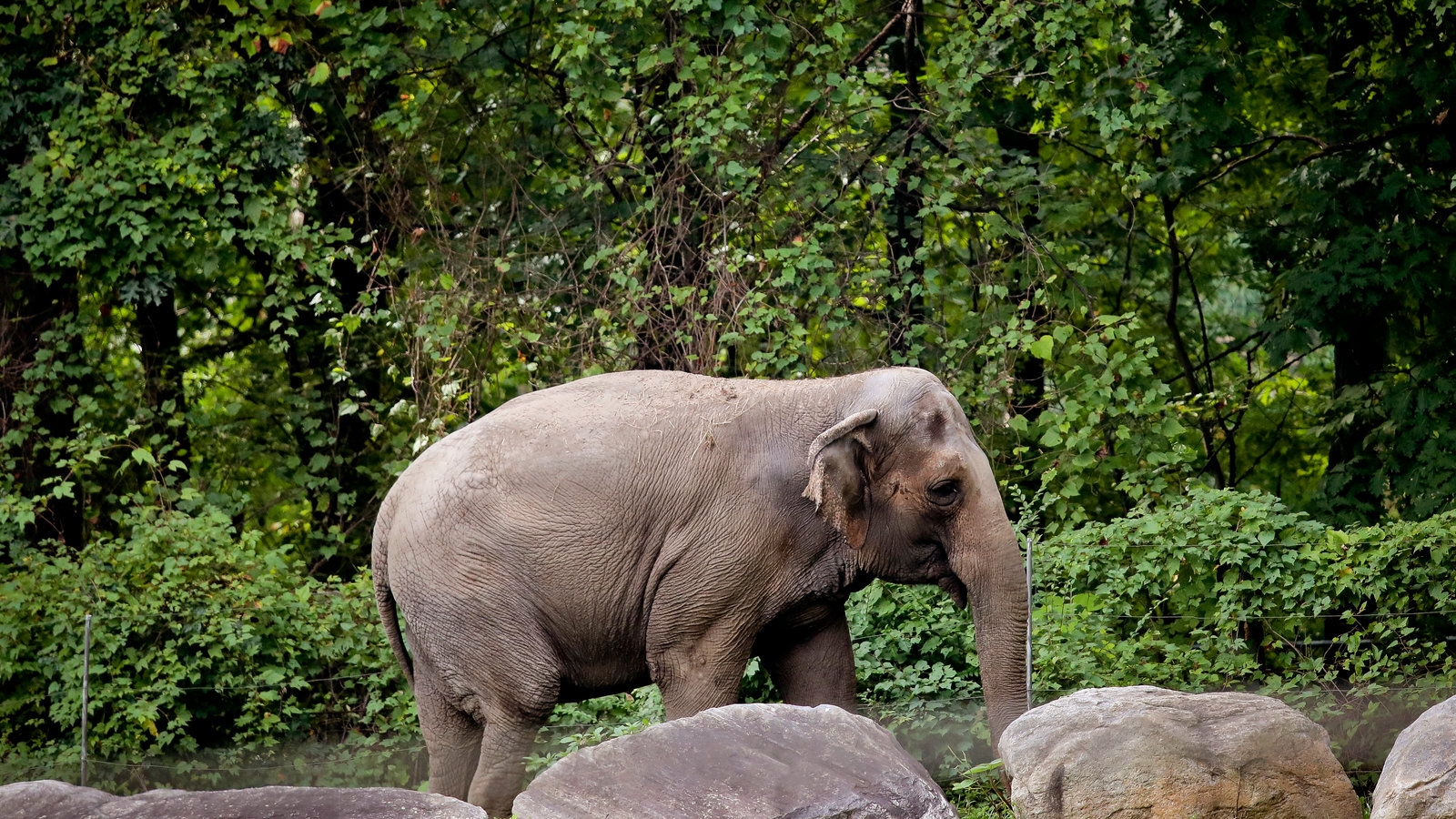 elephant group for short crossword