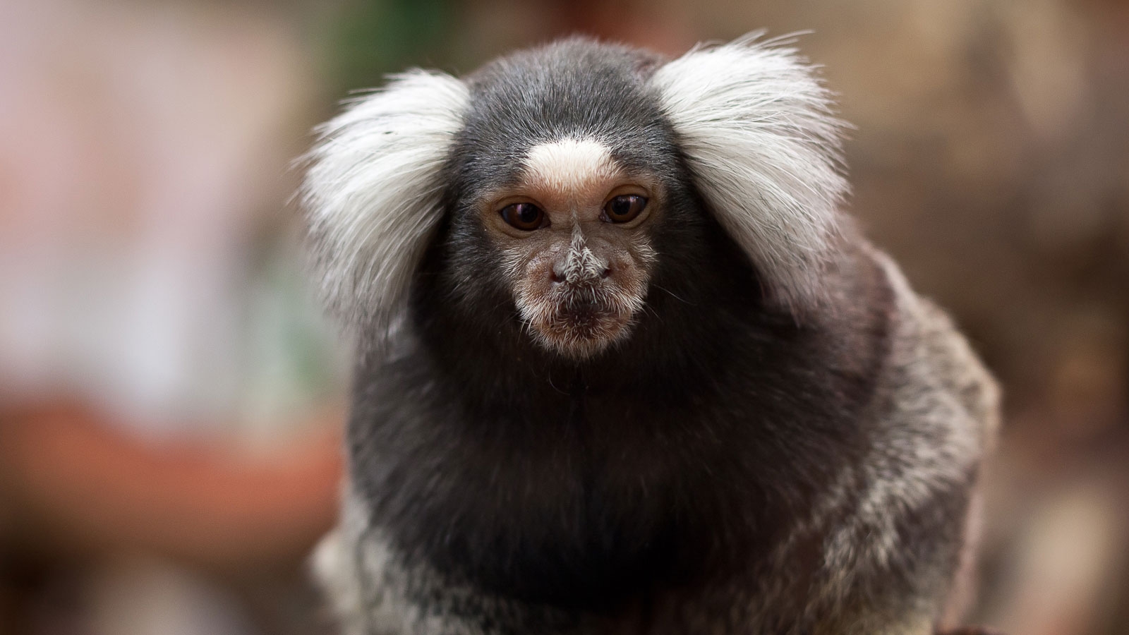 Marmosets Are Tiny Upper Canopy dwelling Monkeys HowStuffWorks