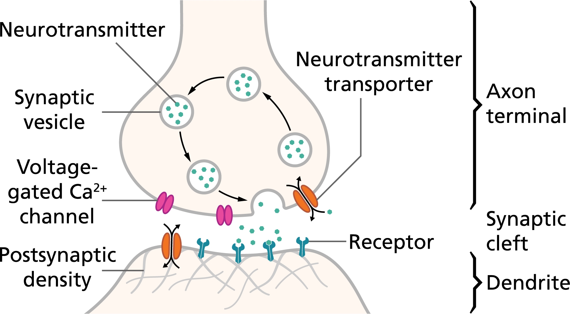 Neural Transmitter Crossword Clue