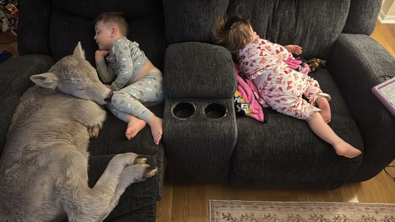 rough it in comfort crossword