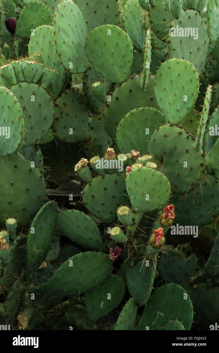 Opuntia Prickly Pear Cacti Having Spiny Flat Joints And Fruit That Is Edible In Some Species Often Used As Food For Stock Stock Photo Alamy Opuntia Prickly Pear Cacti Having Spiny Flat Joints And Fruit That Is Edible In Some Species Often Used As Food For Stock Stock Photo Alamy