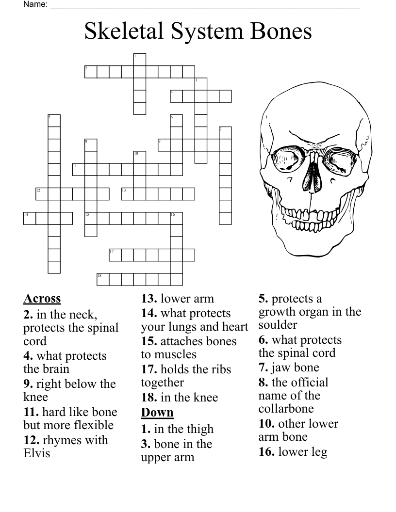 Pelvis Lumbar And Thoracic Spine Crossword WordMint