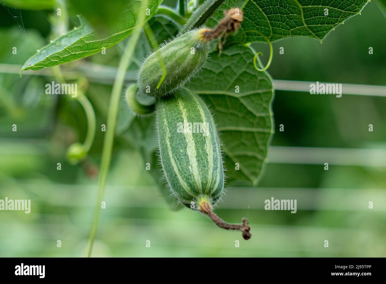 Pointed Arch Crossword Clue Hi res Stock Photography And Images Alamy