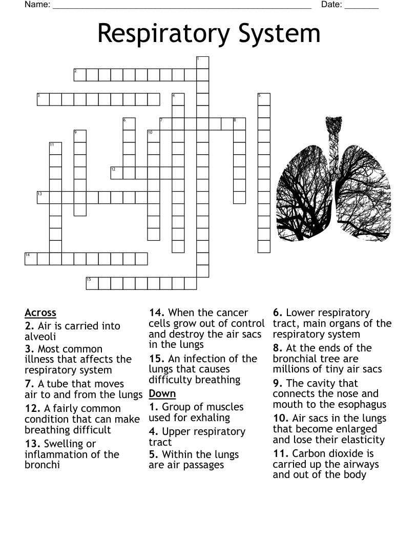 Respiratory System Crossword WordMint