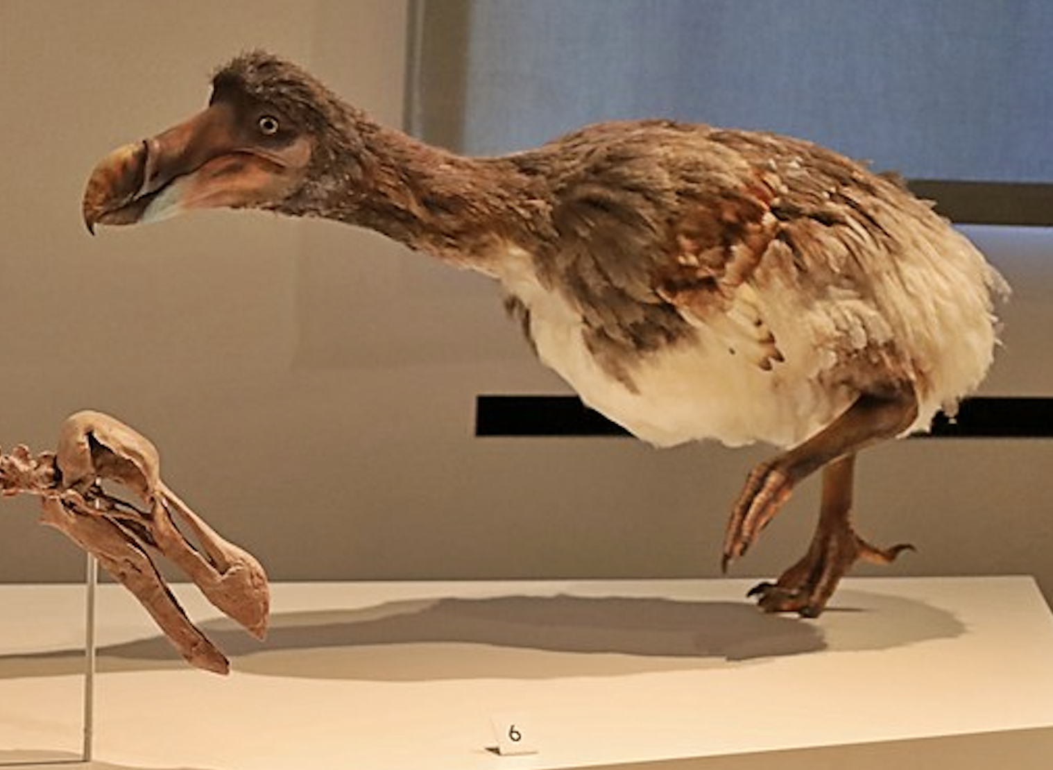 Rex Parker Does The NYT Crossword Puzzle Cult Classic Co starring Bill Murray And Andie MacDowell MON 2 2 26 Film About Which Harold Ramis Said He Goes From Being A Prisoner Of