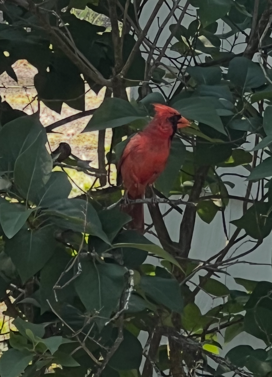 Rex Parker Does The NYT Crossword Puzzle East Of Eden Girl THU 7 24 25 Relative Of A Votive Candle Stereotypical Attire For Tech Bros Lasting Lash Effect 
