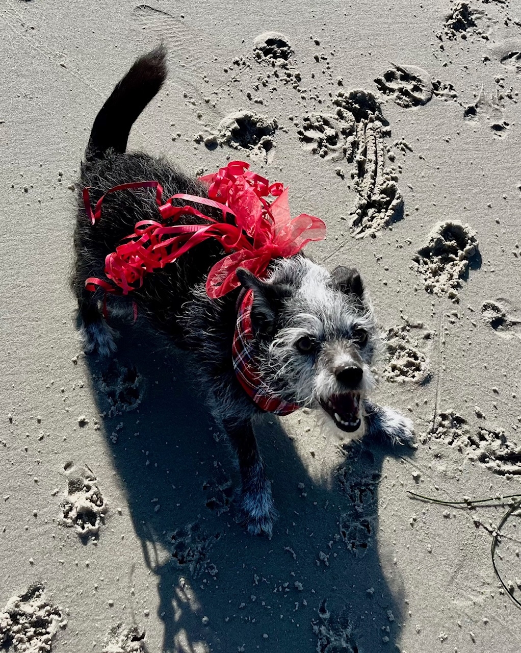 Rex Parker Does The NYT Crossword Puzzle Rhyming Toys With Colored Pegs SUN 12 22 24 Online Initialism Of Excitement Head to toe Islamic Garment Hybrid Dog Breed With Curly Hair 