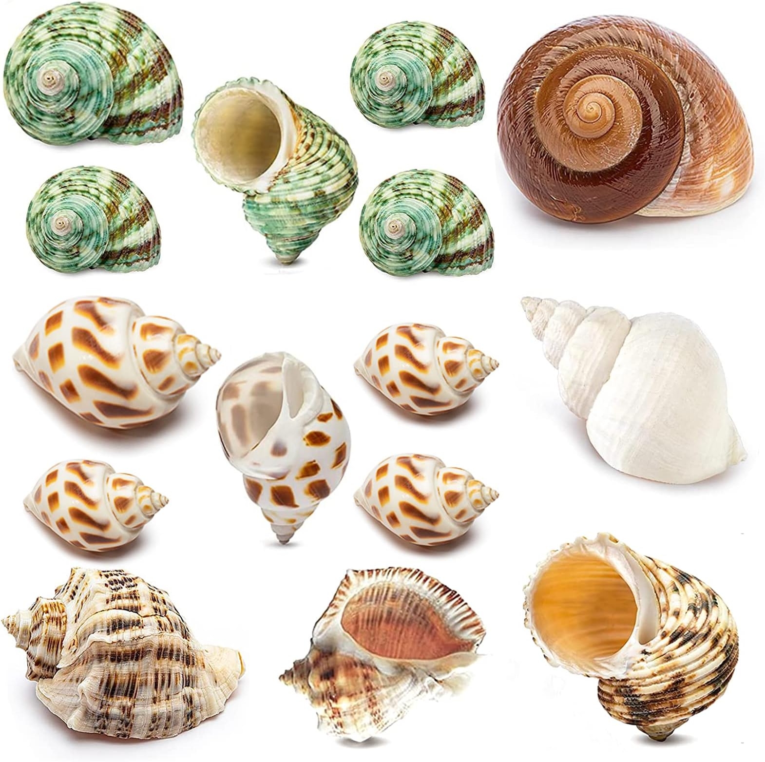 Shell Chocolates 15PCS Hermit Crab Shells Small Natural Sea Snail Conch Shell For Beach Decor Crossword Clue