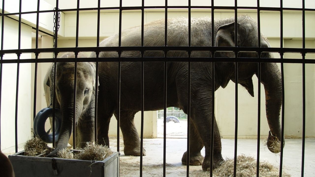 The Complex Reality Of Elephants In Captivity Crossword Puzzle In Context English Plus Podcast