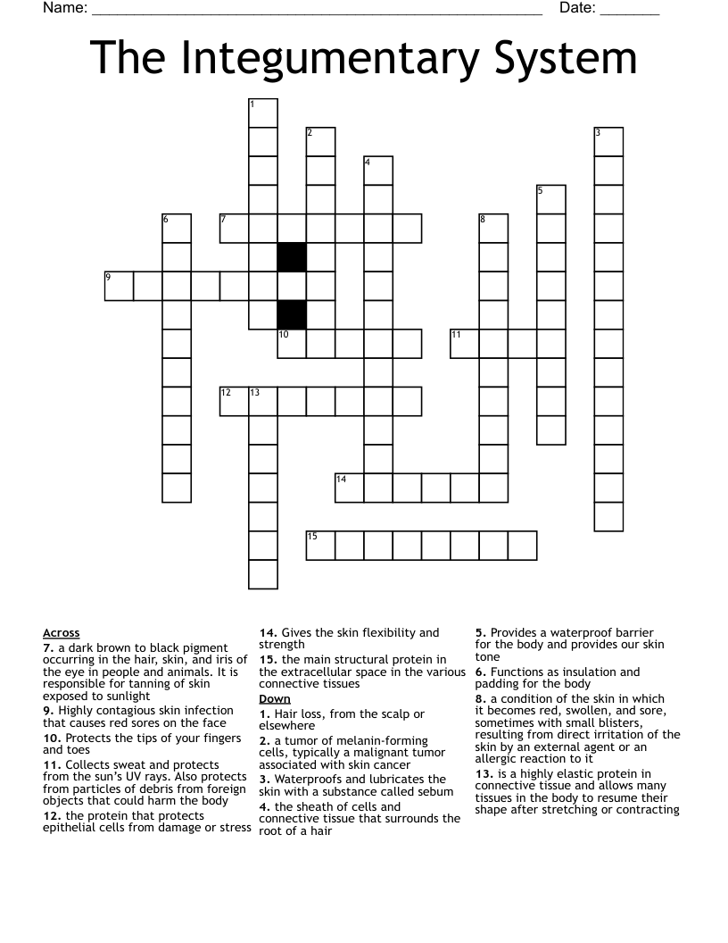 The Integumentary System Crossword WordMint