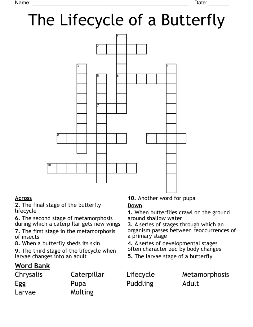 The Lifecycle Of A Butterfly Crossword WordMint