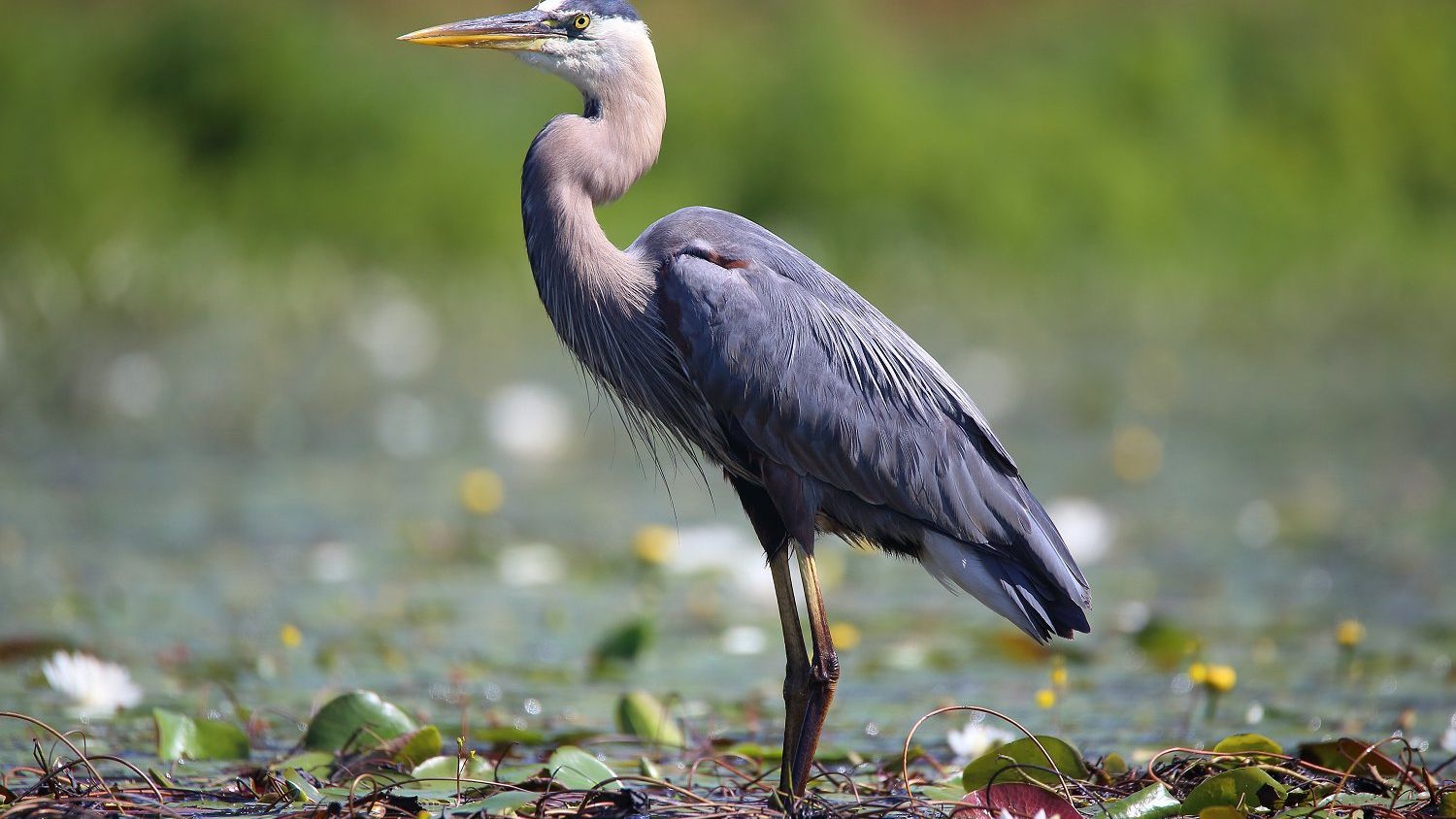 wading birds crossword clue