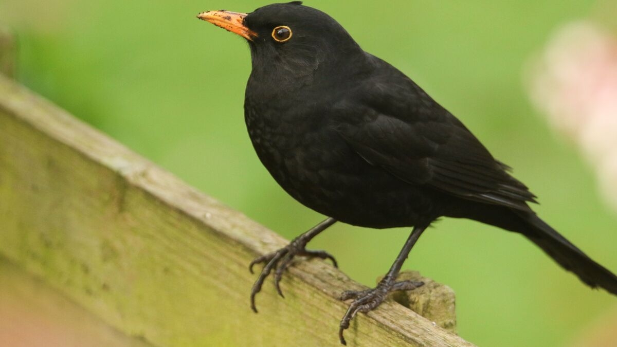 blackbird crossword clue