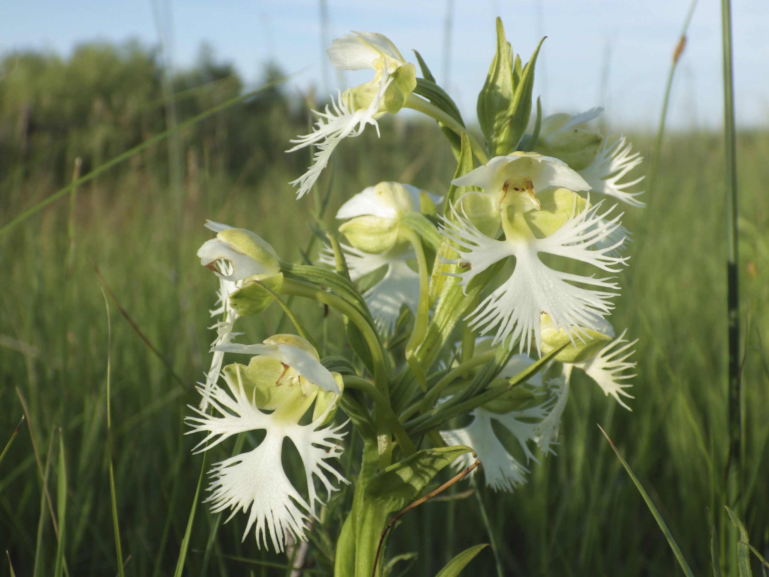 A Rare Orchid Survives On A Few Tracts Of Prairie Researchers Want To Learn Its Secrets The Boston Globe
